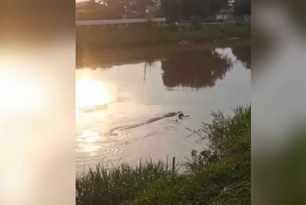 Tangkap layar video tular menunjukkan seekor buaya telah membaham seekor kambing di Sungai Malim.