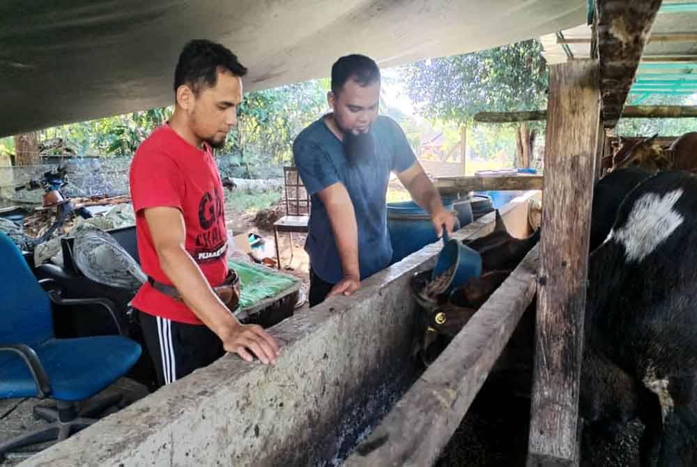 Mohd Hasrul Helmi (kanan) dan Abdul Basir melihat lembu ternakan yang dipelihara di Kampung Pengkalan Merbau, Setiu.