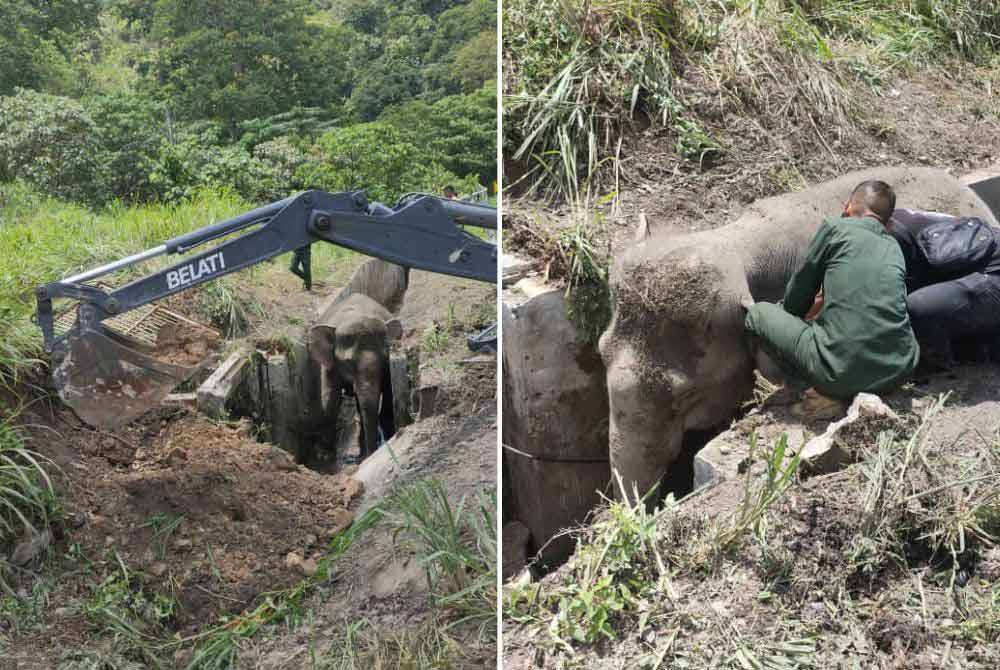 Sebuah jengkaut digunakan dalam usaha membawa keluar gajah yang terperangkap dalam longkang di Gerik. Foto ihsan Perhilitan Perak