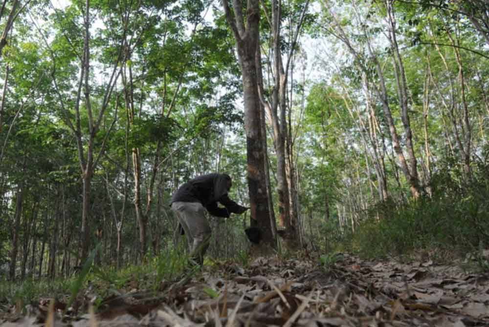 Jualan getah beku yang terjejas sepanjang cuaca panas ini memberi kesan kepada ekonomi masyarakat Orang Asli yang kebanyakannya bekerja sebagai penoreh getah. Gambar hiasan