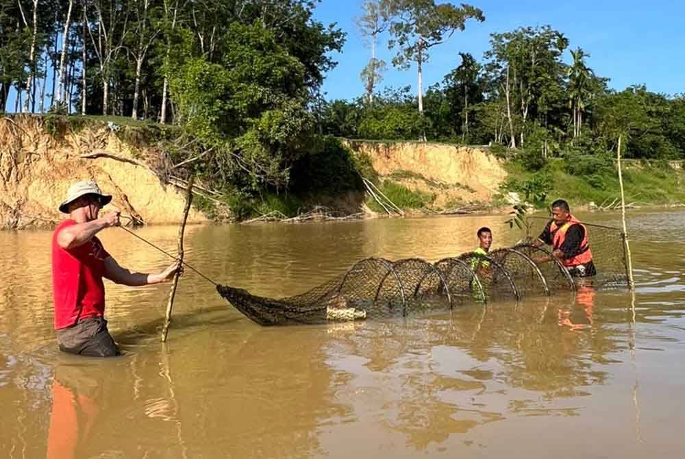 Selain melihat telur tuntung yang baru menetas, Gaillard bersama pelajarnya turut melakukan kerja penangkapan kura-kura air tawar.