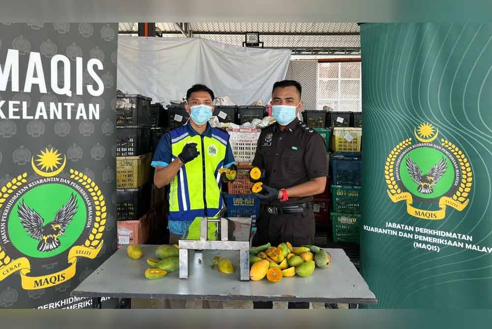 Rampasan itu dilakukan hasil pemeriksaan konsainan buah mangga dari Thailand menerusi ICQS Rantau Panjang.