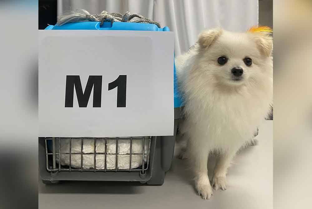 Anjing baka Pomeranian yang dibawa masuk tanpa permit import Maqis dirampas di KLIA, Isnin lalu.