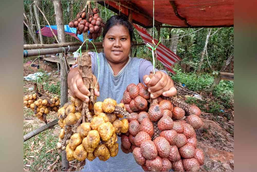 Rohaya menunjukkan kelubi putih dan merah yang dijual pada harga RM15 satu ikat di tepi jalan dari Bandar Muadzam menghala ke Kuantan.