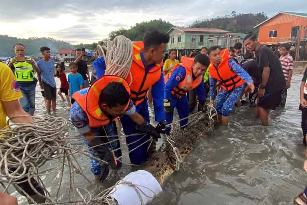 Buaya tembaga yang berjaya ditangkap penduduk Kampung Lok Baru, Pulau Gaya, Kota Kinabalu.