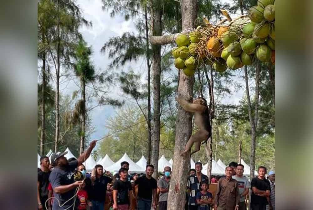 Aktiviti beruk pulas kelapa antara tarikan utama pengunjung untuk hadir memerikan sambutan Festival Kesenian Rakyat Kelate 2024 (FKRK 2024) pada 1 hingga 3 Ogos nanti. Foto internet