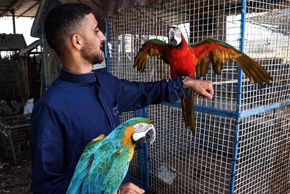 Seorang penjaga zoo bermain-main dengna burung kakak tua yang ditempatkan di Khan Yunis ketika tentera Israel melancarkan serangan udara dan darat di Rafah. AFP