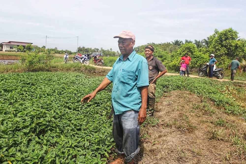 Ahmad Puzi menunjukkan tali air yang dipenuhi kangkong di Kampung Alor Ali, Mukim Bukit Raya di Pendang pada Ahad.