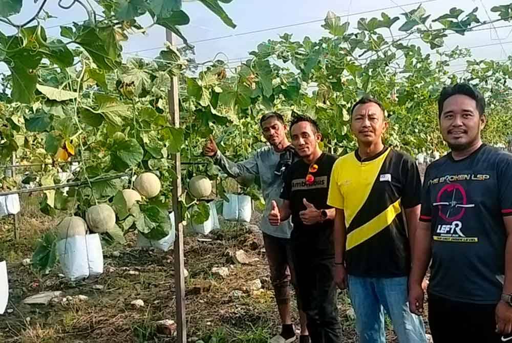 Dari kanan; Mohd Hafiz, Ilahi, Mohd Afiq dan Fauzi menunjukkan buah rock melon yang sedia dituai.