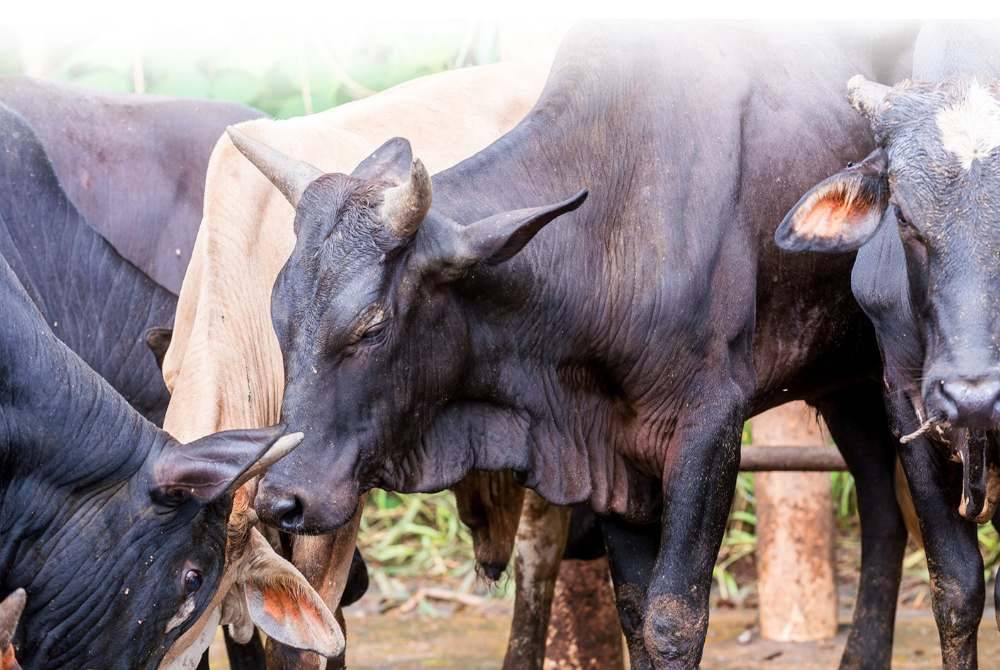 HUKUM sunat muakkad ibadah korban ke atas setiap Muslim adalah pada setiap tahun bagi mereka yang berkemampuan dan sebaiknya jangan ditinggalkan. -Foto: 123rf