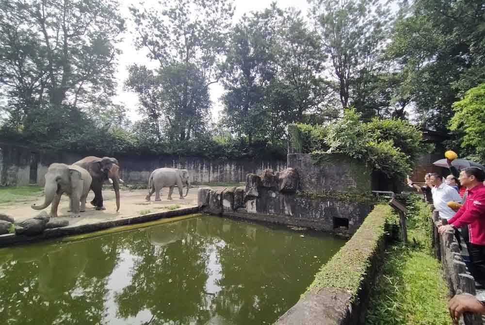 Kok Lim (kanan) melihat gajah di Zoo Taiping selepas merasmikan Program Jom Melawat Zoo Taiping di Pavilion Zoo Taiping & Night Safari pada Jumaat.