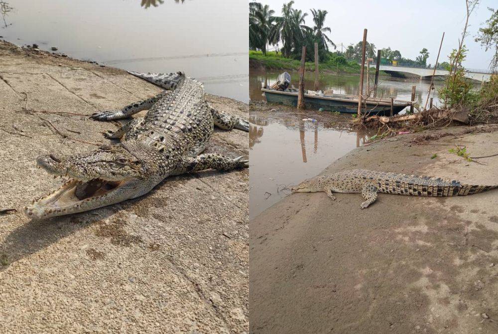 Anak buaya yang dipercayai mati tersangkut pada pukat dipasang nelayan di Sungai Kurau berhampiran Jambatan Kampung Padang Lalang, Semanggol di sini pada Jumaat.