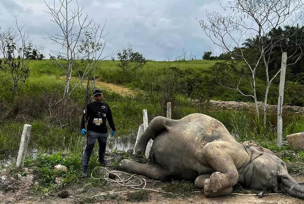 Gajah yang ditemui mati di Kampung Sri Timur, Kahang Kluang, pada Sabtu.