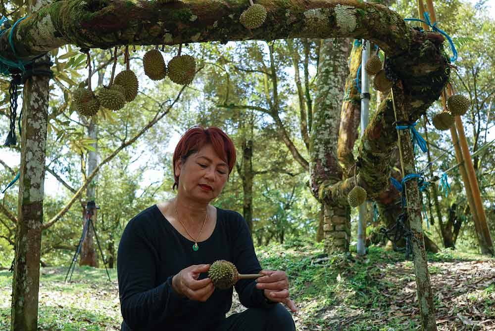 Tina melihat buah durian telah luruh sebelum mencapai usia matang kesan cuaca panas serta taburan hujan yang tidak menentu di kebun duriannya di Taman Rusa, Gua Musang. Foto Bernama