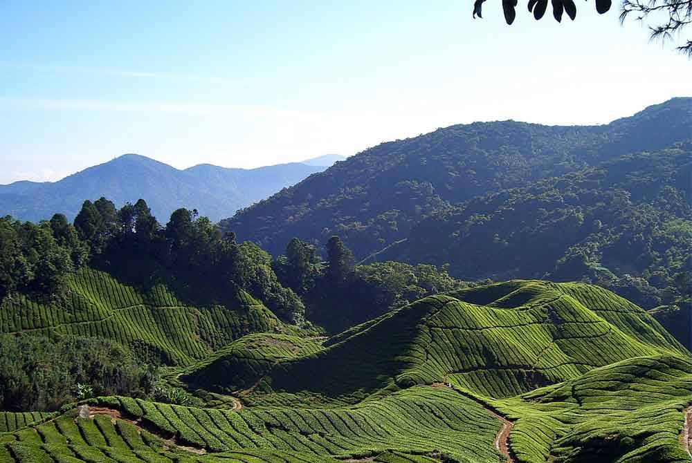 Kebanjiran pelancong semasa musim cuti sekolah atau cuti umum menyumbangkan kepada kesesakan di Cameron Highlands.