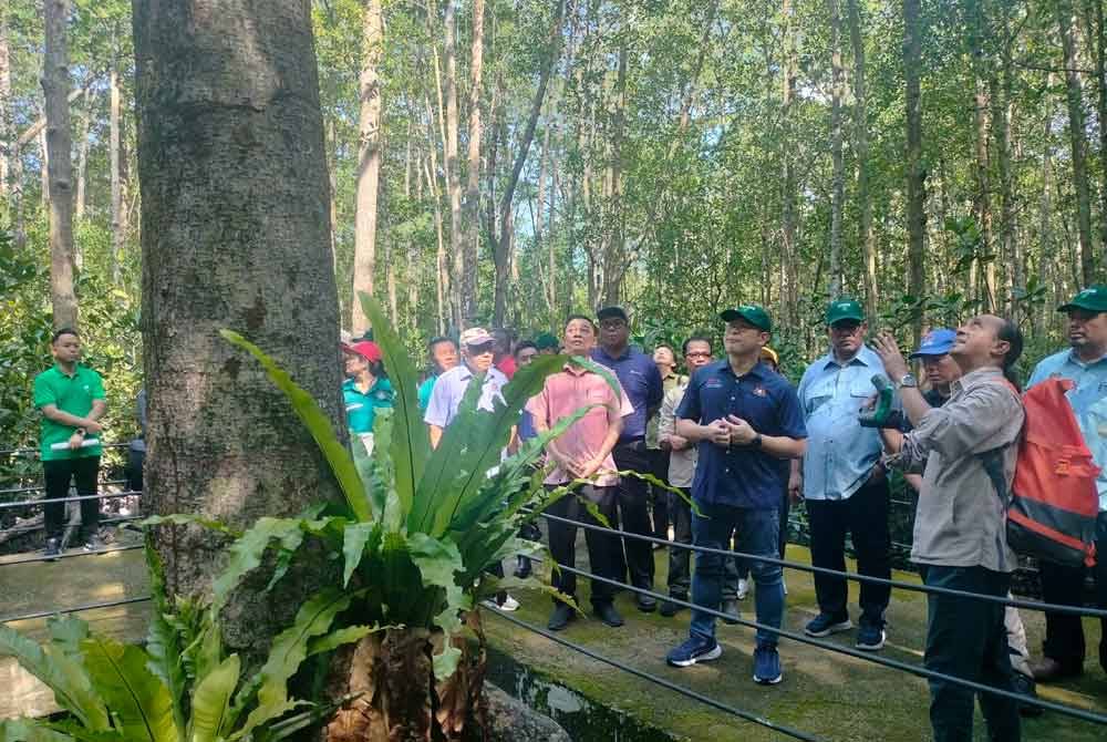 Pokok bakau hibrid jenis Rhizophora x Lamarkii berusia lebih 100 tahun berada di Pulau Kukup.