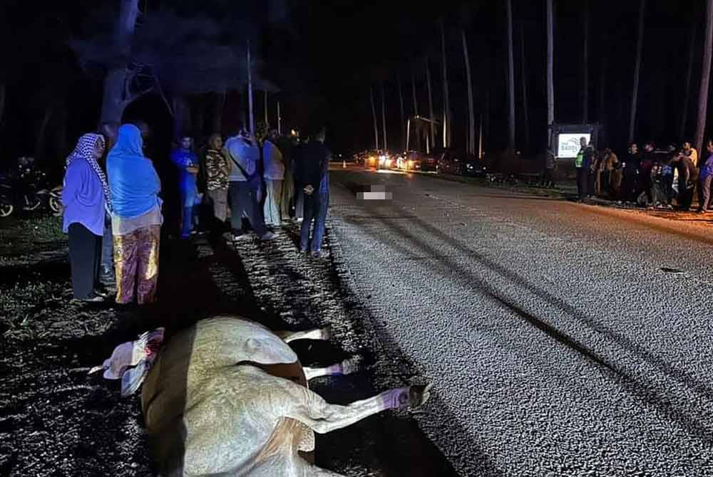 Seorang pelayan kedai makan maut selepas motosikal ditunggangnya berlanggar dengan seekor lembu di Jalan Pantai Sepat, Kuantan pada Khamis. Foto FB Polis Trafik Kuantan