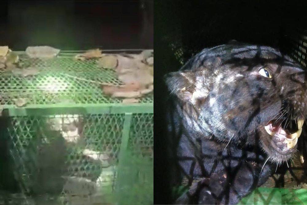 Seekor harimau kumbang berjaya ditangkap selepas memasuki perangkap yang dipasang Jabatan Perlindungan Hidupan Liar dan Taman Negara (Perhilitan) di Taman Suria, di sini, malam tadi. -GAMBAR TULAR