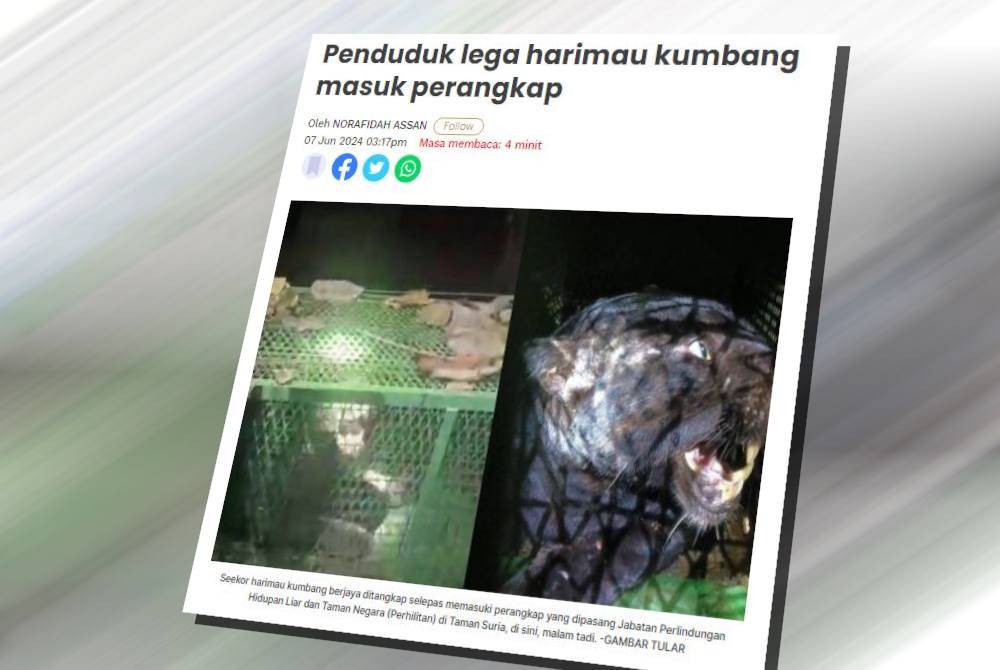 Laporan Sinar Harian berkenaan harimau kumbang yang berjaya ditangkap di Taman Suria.