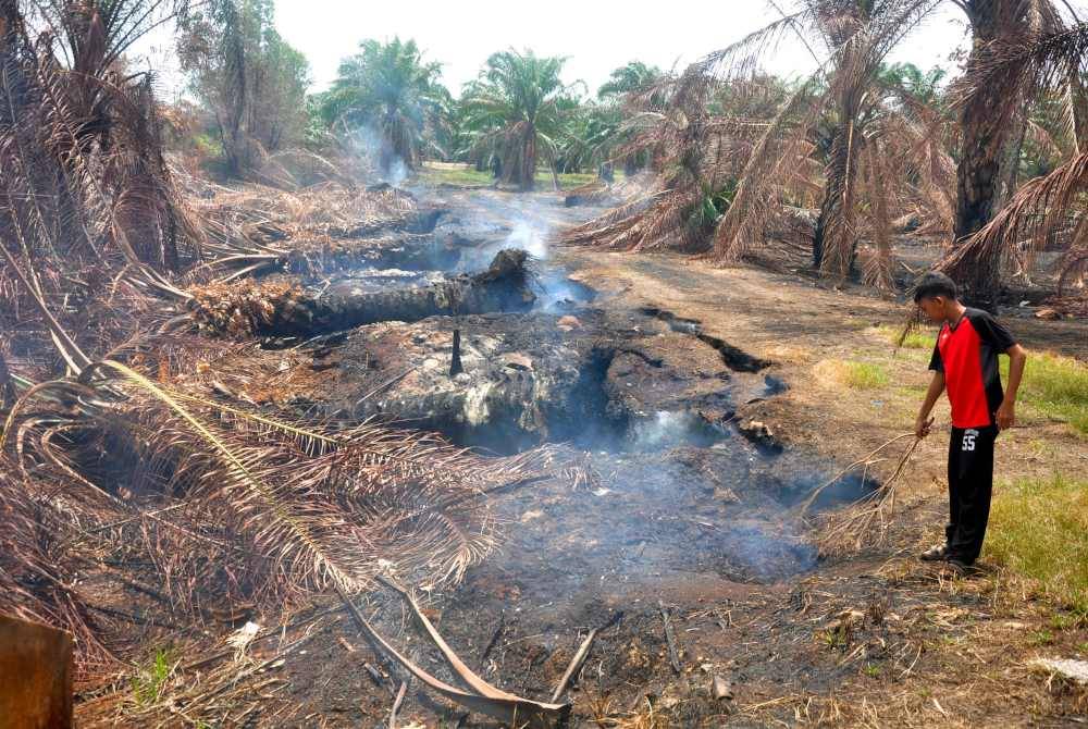 Kebakaran lebih 40 hektar ladang sawit di Kampung Bukit Jeruk di sini ekoran musim panas sejak awal Mei lepas, mengakibatkan kerugian jutaan ringgi kepada pekebun. Foto Bernama