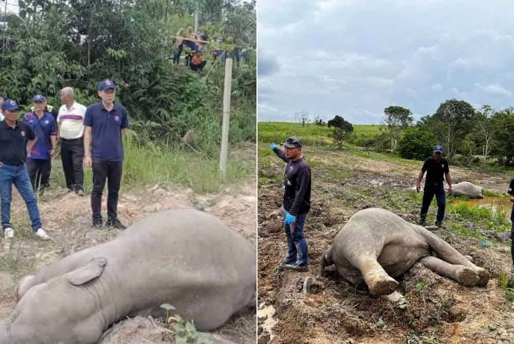 Penemuan bangkai empat ekor gajah oleh penduduk di Kahang Timur pada awal bulan ini.