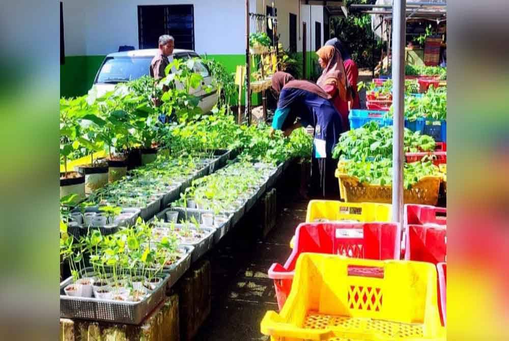 Pelanggan mengambil kesempatan membeli anak benih pokok yang dijual