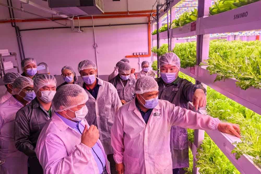 Mohamad (kanan) dan Amir Hamzah (kiri) mengadakan lawatan di Projek De Lettuce Bear Marketing ketika menyertai Hari Terbuka Agri-Komoditi di MARDI Klang, pada Sabtu.