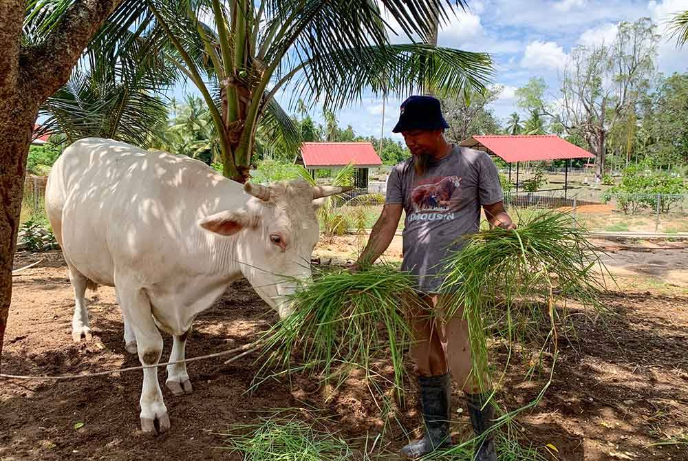 Noraimi memberi makan kepada sebahagian lembu sado miliknya. Foto Bernama