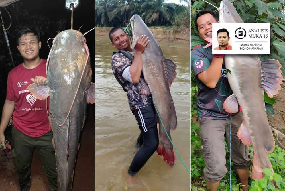 BEM dikategorikan sebagai ikan air tawar yang ganas di dunia dan aktif memburu mangsa terutama di waktu malam.