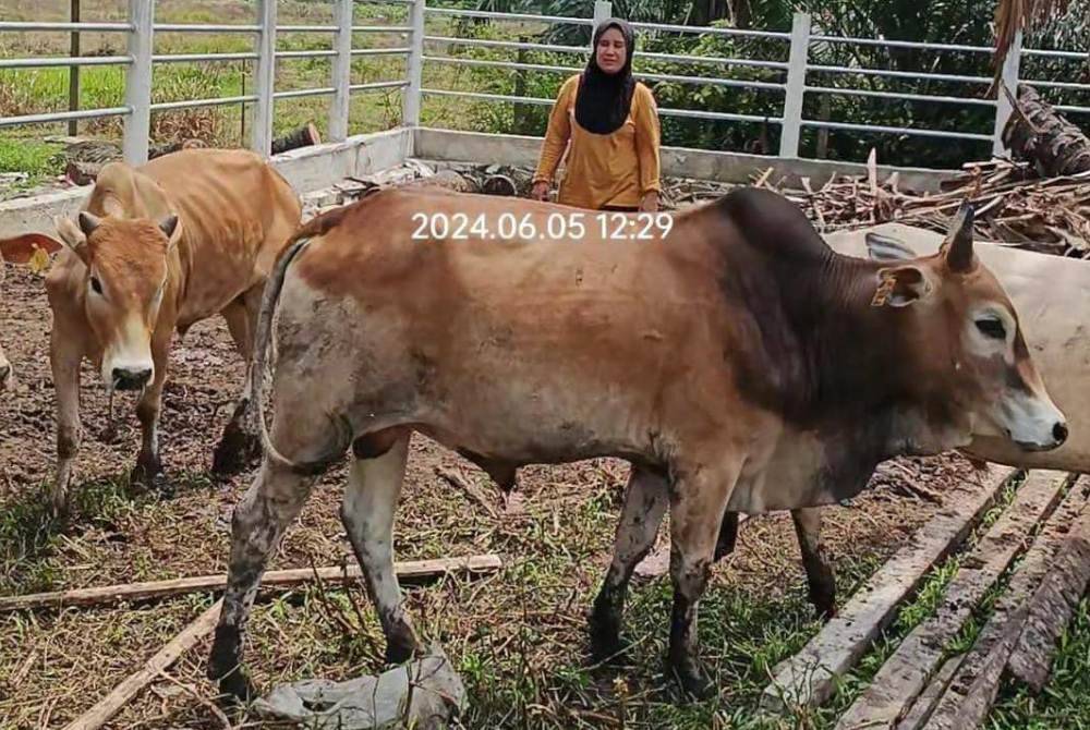 Roslinda mampu menjual lebih 1000 ekor lembu sehingga Rabu lalu.