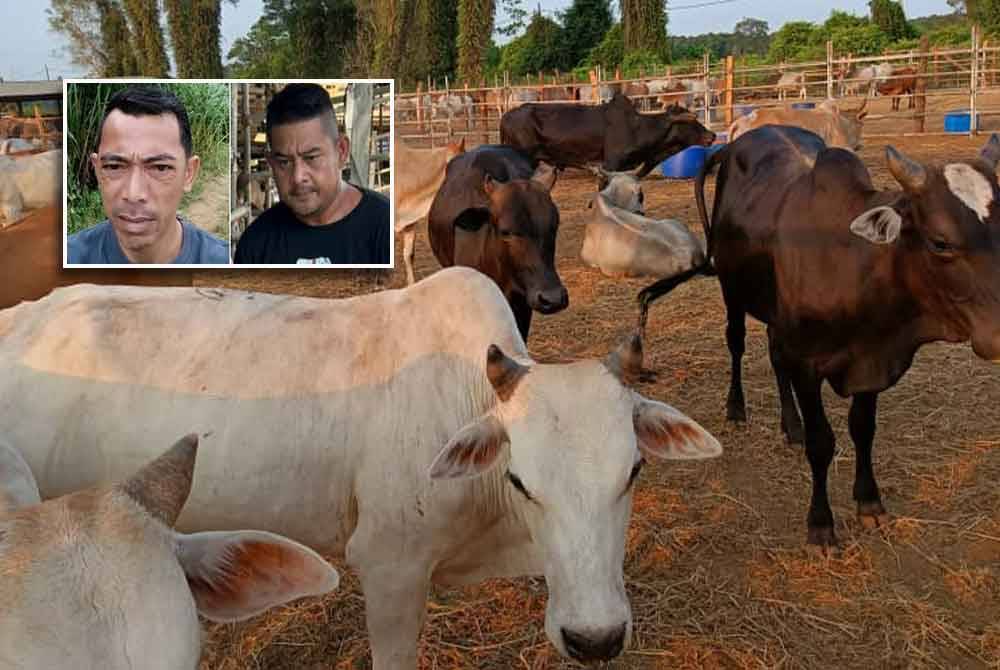 Lembu korban dijual pada harga bermula RM4,000 seekor tahun ini. Gambar kecil: Naharizan (kiri), Shawal