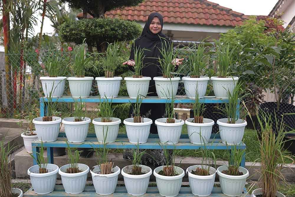 Seorang suri rumah dari Senawang tidak menyangka perkongsian tentang tanaman padi dalam pasu di halaman rumahnya menerusi TikTok pada penghujung Mei lepas, menarik perhatian Tengku Ampuan Pahang Tunku Azizah Aminah Maimunah Iskandariah. Foto Bernama