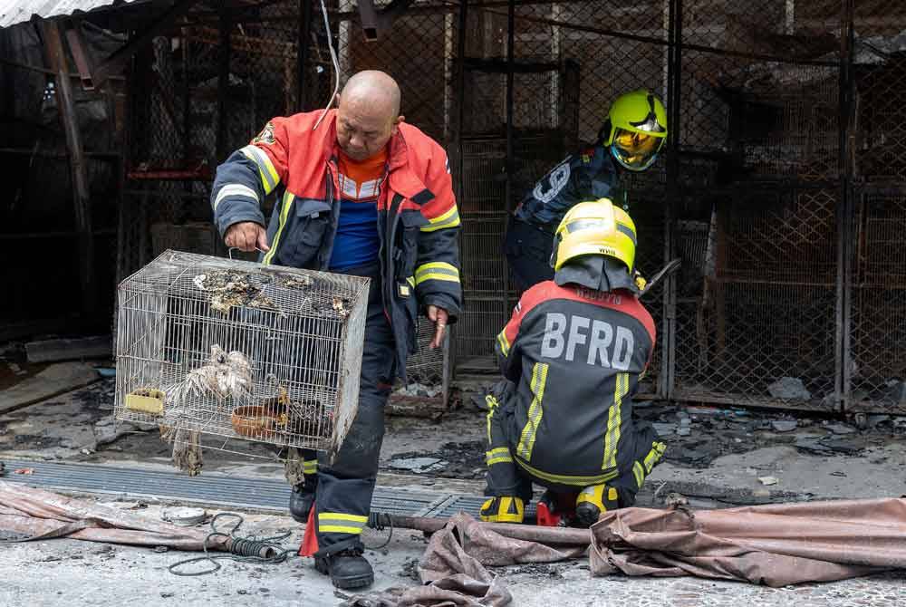 Anggota bomba membawa seekor ayam serama yang terperangkap dalam kebakaran di Pasar Minggu Chatuchak di Bangkok.