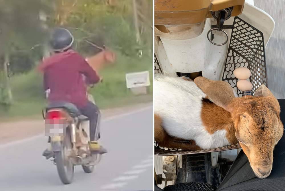 Rakaman tular menunjukkan Norin membawa Manja menaiki motosikal untuk ke kandang berdekatan rumahnya.