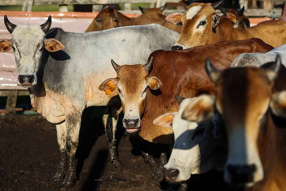 Perdana Menteri menyampaikan sumbangan Aidiladha sebanyak RM113,000 serta 42 ekor lembu kepada 29 masjid dan 13 surau di Parlimen Indera Mahkota pada Khamis.(Gambar hiasan) Foto Bernama