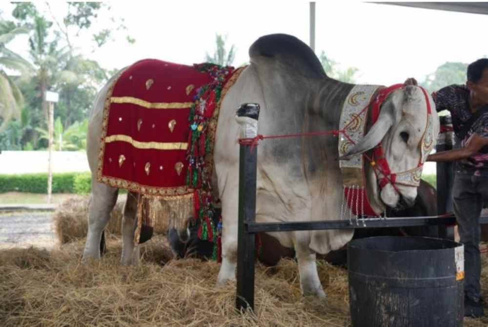 ‘Abu’ nama manja lembu jantan baka &#039;Brahman&#039; seberat 1,040 kilogram berjaya mencuri tumpuan di Karnival Qurban berikutan fizikalnya yang besar dan berat menyamai enam ekor lembu saiz biasa. FotoTayyib Ranch Sdn Bhd