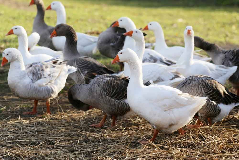 Sebuah ladang itik komersial baru-baru ini diuji positif untuk strain H7N3 yang mempunyai kepatogenan tinggi. Foto hiasan