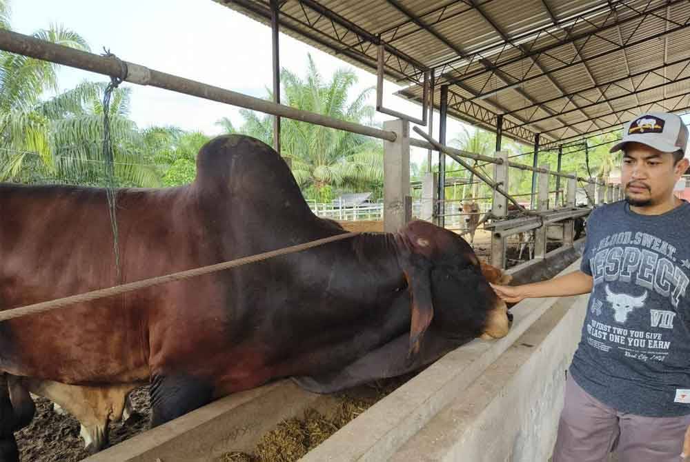 Lembu baka American Brahman bersaiz &#039;gergasi&#039; turut menjadi rebutan dalam kalangan umat Islam di negara ini untuk dijadikan sebagai haiwan korban pada sambutan Hari Raya Aidiladha.