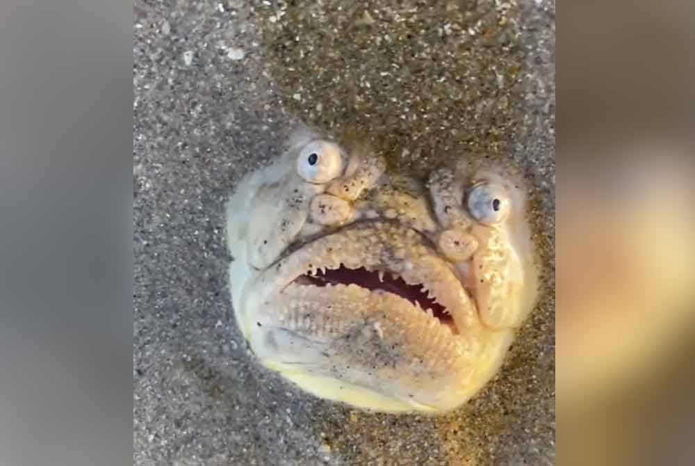 Ikan Stargazer yang berwajah mirip hantu ditemui di pantai sekitar Singapura. Agensi