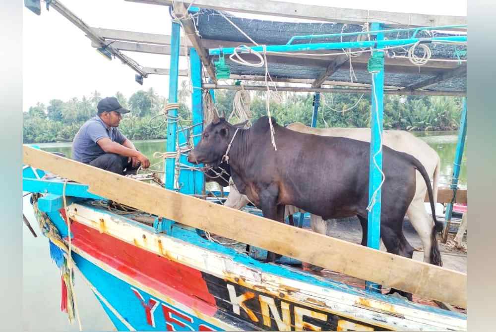 Perjalanan membawa haiwan korban dari jeti di Kampung Air Tawar, Besut menuju ke Pulau Perhentian memakan masa selama lebih dua jam.