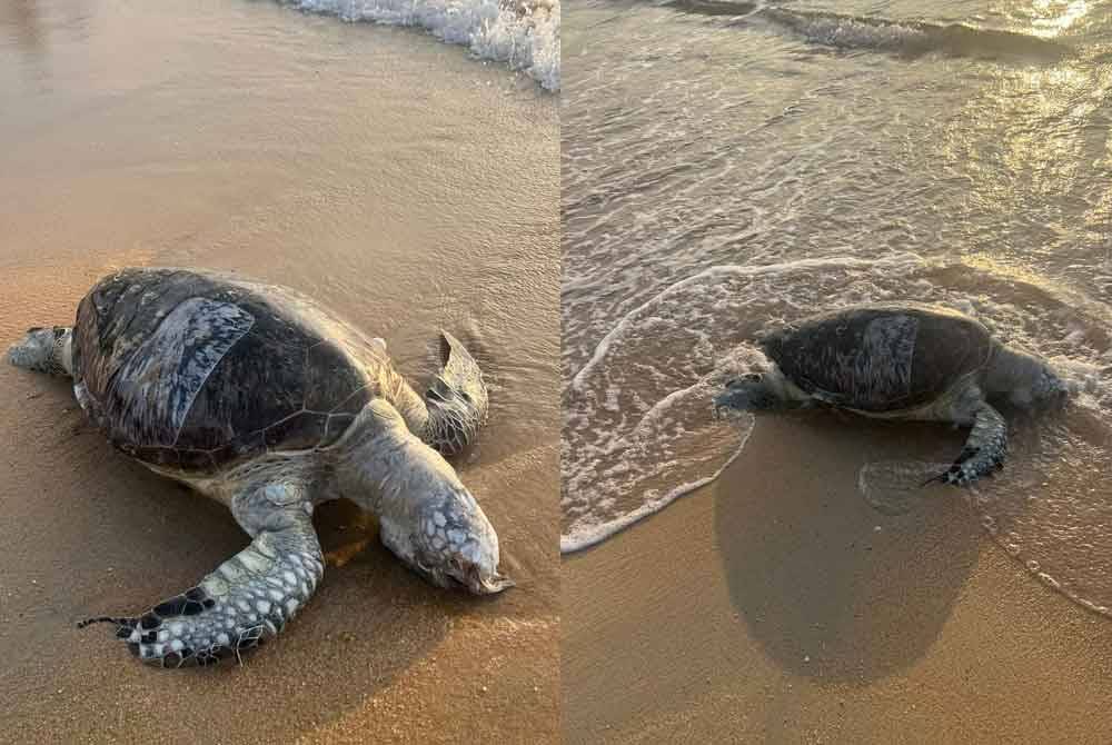 Gambar bangkai penyu yang dijumpai Arif Jalaludin di Pantai Teluk Lipat di Dungun pada pagi Ahad.