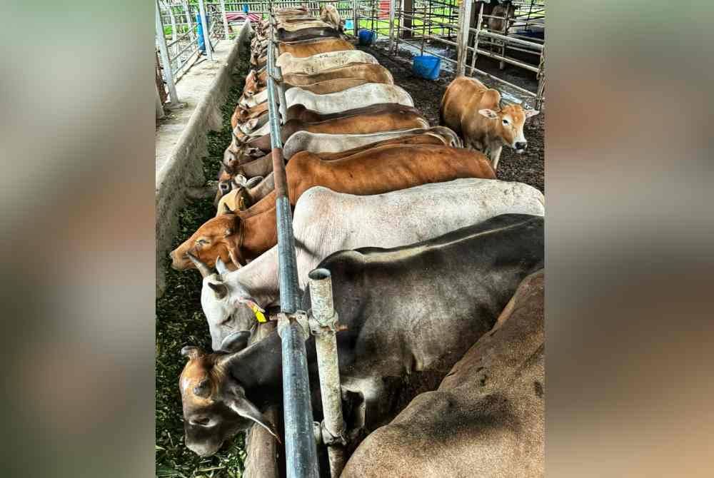 Harga bagi kebanyakan lembu korban di Kedah pada tahun ini kekal seperti tahun lalu iaitu antara RM750 hingga RM850.