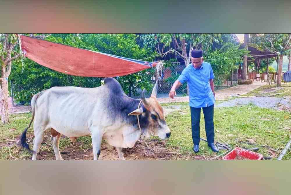 Harga lembu korban di Kedah kekal seperti tahun lalu Sinar Harian