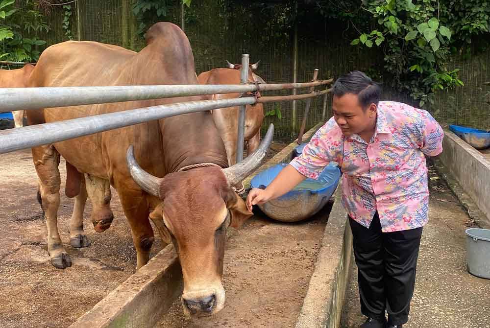 Muhammad Mukmin mula mendekati bidang sembelihan sejak dibangku sekolah didorong rasa minat.