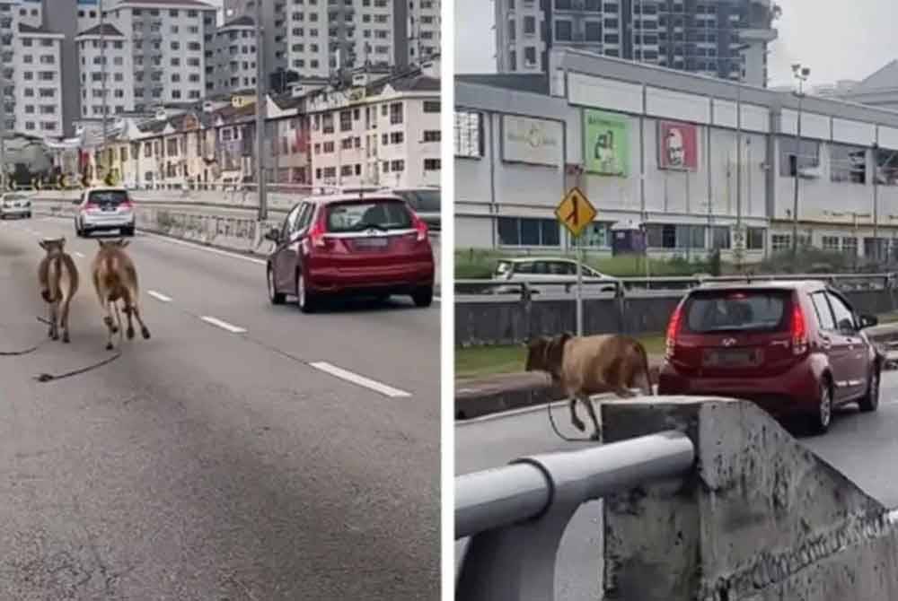 Tangkap layar di media sosial menunjukkan dua ekor lembu terlepas di LDP dan seekor daripadanya dipercayai dilanggar sebuah kenderaan.