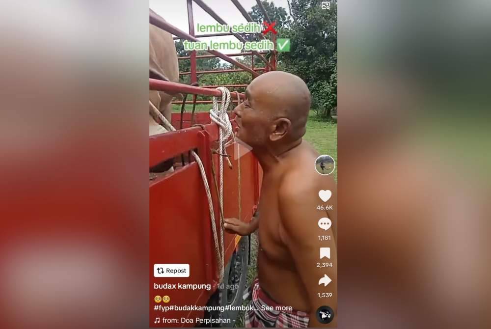 Video memaparkan detik-detik terakhir Mohamad Asri meluangkan masa bersama lembu kesayangannya, Samad.