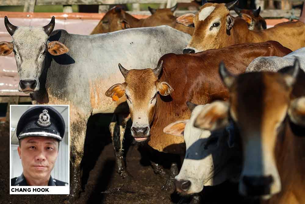 Hajat seorang guru wanita melaksanakan ibadah korban sempena Hari Raya Aidiladha tidak kesampaian apabila lembu yang ditempah rupanya tidak wujud. - Gambar hiasan