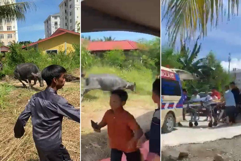 Tangkap layar video tular yang memaparkan kerbau terlepas ketika penduduk kampung sedang bergotong royong mengadakan ibadah korban di Kampung Rampayan, Manggatal, Kota Kinabalu.