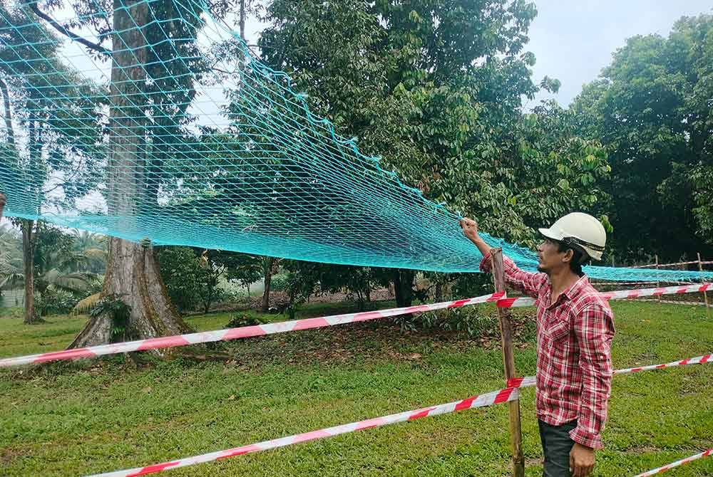 Abd Hadi menunjukkan jaring yang dipasang pada pokok durian kampung di dusunnya di Pekan Nanas.