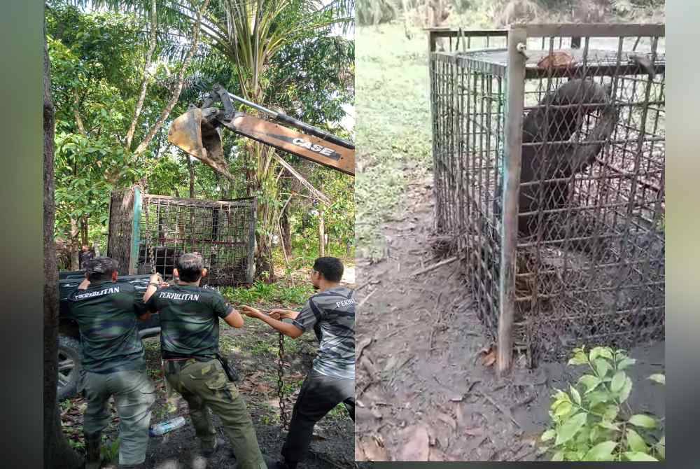 Anggota Perhilitan memindahkan beruang yang berjaya ditangkap di Kampung Padang Serai di Setiu pada malam Rabu. Beruang matahari jantan yang menceroboh kebun kelapa penduduk dilepaskan ke habitat yang sesuai bagi proses kemandirian haiwan tersebut.